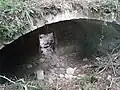 Cave voûtée.