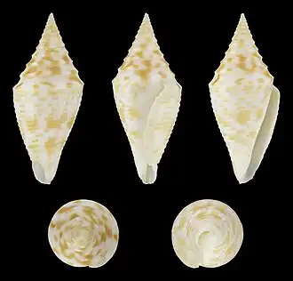 Description de l'image Turriconus praecellens 01.jpg.