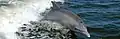 Tursiops truncatus ;