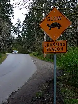 Un panneau orange, en forme de losange, sur la droite de la route indiquant en anglais ralentir : saison de traversée avec une image de tortue.