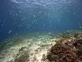 Turtle Heaven avec beaucoup de poissons bagnards (Abudefduf vaigiensis)