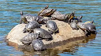 Tortues sur le lac de Prospect Park. Il y a des tortues de Floride, des Trachemys scripta, des Trachemys scripta scripta et des Pseudemys concinna.