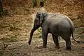 Éléphant d'Asie