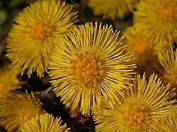 Capitules.