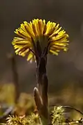 Hampe florale.