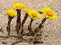 Tussilago farfara