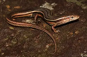 Description de l'image Tussock Skink (Pseudemoia pagenstecheri) (9038872709).jpg.