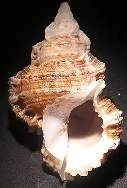 Tutufa boholica