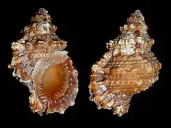Tutufa rubeta