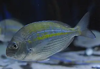 Rhabdosargus holubi