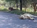 Deux lions du parc Kruger.