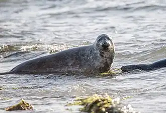 Description de l'image Two seals in the water.jpg.