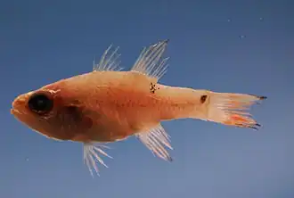 Apogon pseudomaculatus