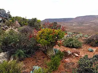 Image illustrative de l’article Richtersveld