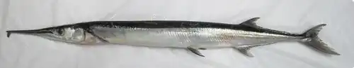 Tylosurus acus melanotus.