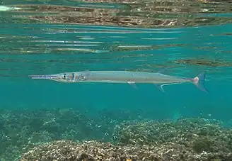 Une aiguille crocodile (Tylosurus crocodilus crocodilus)
