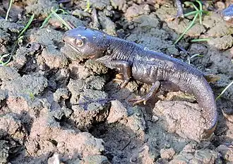 Description de l'image Tylototriton himalayanus.jpg.