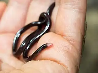 Description de l'image Typhlophis squamosus 154618232.jpg.