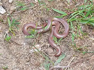 Typhlops vermicularis, un serpent aveugle du groupe des Typhlopidae.