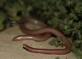 Description de l'image Typhlops wilsoni.jpeg.
