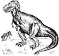 Illustration en noir et blanc représentant un dinosaure carnivore dressé sur ses pattes arrière avec sa queue touchant le sol.
