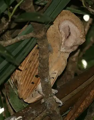 Tyto soumagnei