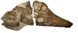 Crâne fossile de Brachauchenius.