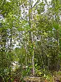 Myrtaceae Syzygium multibracteolatum
