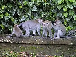 Groupe de singes
