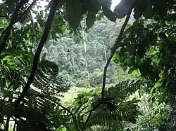 Forêt dans les monts Udzungwa (Tanzanie)