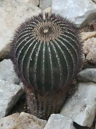Description de l'image Uebelmannia pectinifera 05.jpg.