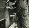 Des travailleurs renforcent les vitraux pour la sécurité pendant la guerre de 1939-1945.