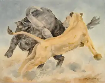 Buffle avec Lionne, 2006, 80 × 100&nbsp;cm