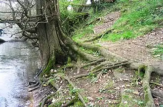 Système racinaire d'un orme lisse.