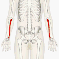 Ulna en 3D