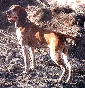 Braque marron à la chasse.