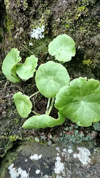 Description de l'image Umbilicus schmidtii 13007964.jpg.