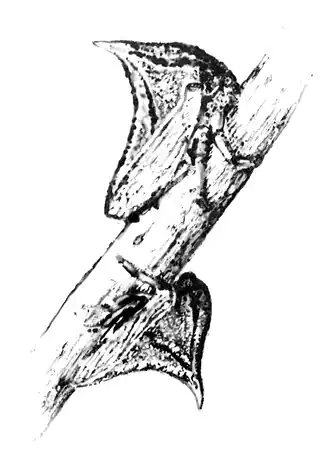 Umbonia spinosa