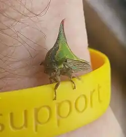 Umbonia spinosa
