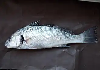 Umbrina cirrosa