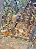 Un_singe_dans_une_case_mvogbeti