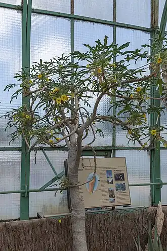 Uncarina roeoesliana