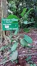 Laurier sauce (Syzygium racemosum)