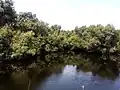 Une végétation de mangrove observée à Togbin (Bénin)