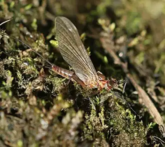 Description de l'image Unid. mayfly - Flickr - S. Rae.jpg.