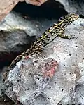 Lézard.