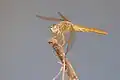 Anisoptère non identifié