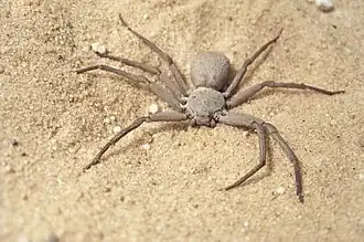 Description de l'image Unidentified Sicarius, female - 02.jpg.