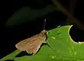 Hesperiidae