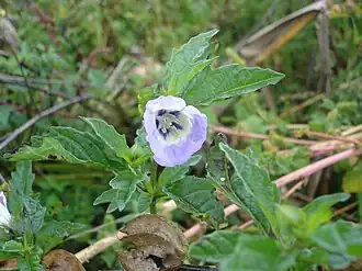 Description de l'image Unidentified_Solanacae_Ecuador_2.JPG.